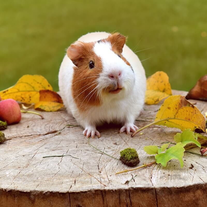guinea pig on a log
